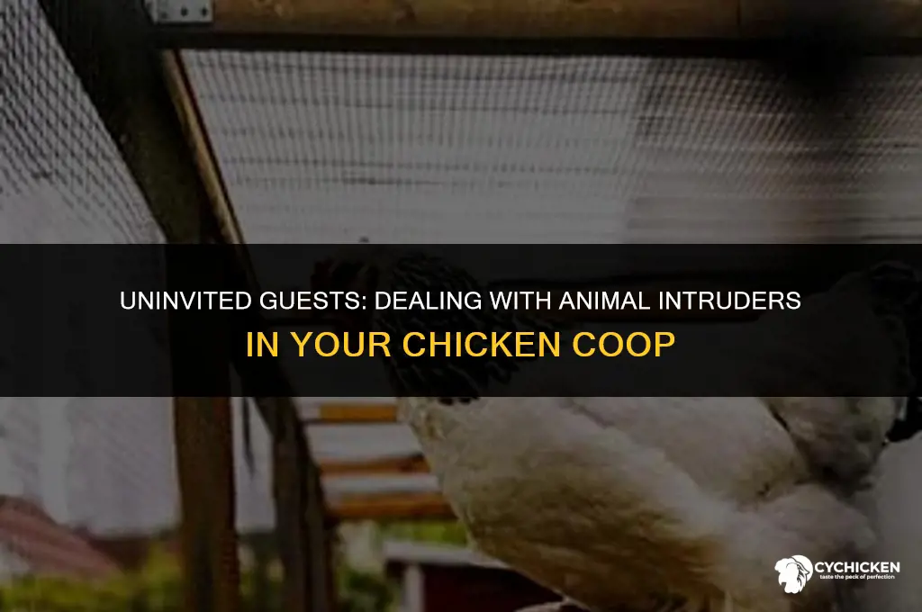 what animal is putting scat in my chicken coop