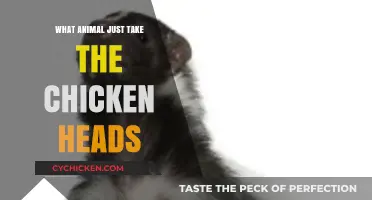 Unusual Predators: Which Animals Feed on Chicken Heads?
