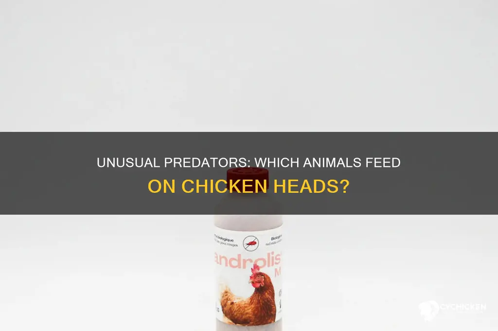 what animal just take the chicken heads