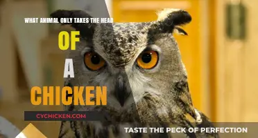 Chicken Head Hunters: Predators That Take Only the Head