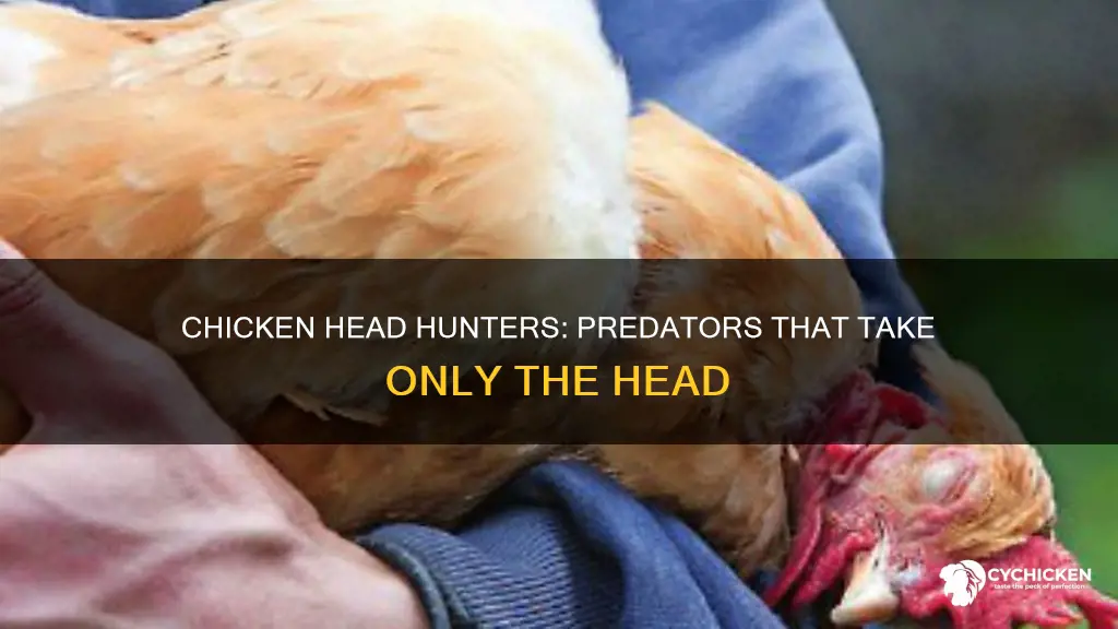 what animal only takes the head of a chicken
