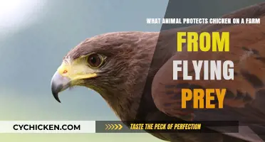 Protecting Chickens: Guard Animals Against Flying Predators