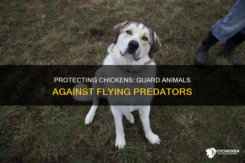 what animal protects chicken on a farm from flying prey
