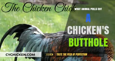 Unusual Animal Behavior: Which Species Pulls Out a Chicken's Cloaca?