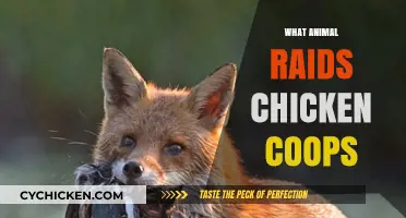 Predatory Intruders: Which Animals Target Chicken Coops?