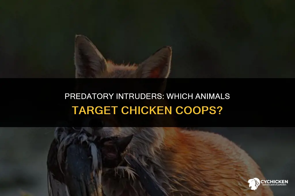 what animal raids chicken coops