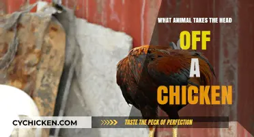 Unveiling the Predator: Which Animal Decapitates Chickens in the Wild?
