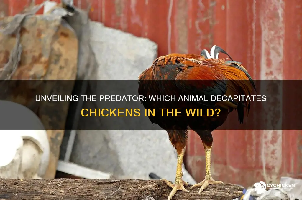 what animal takes the head off a chicken