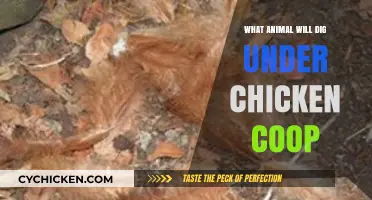 Unlikely Neighbors: Which Critters Might Burrow Beneath Your Chicken Coop?