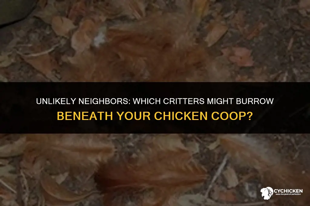 what animal will dig under chicken coop