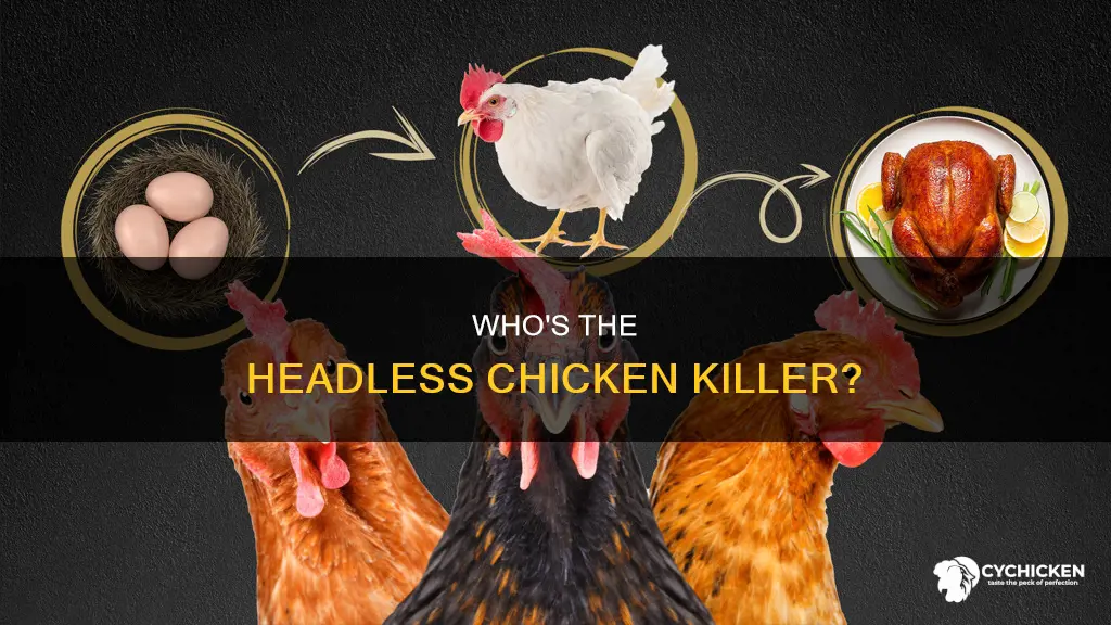 what animal will kill chicken and leave only the head