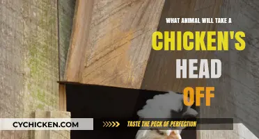 Which Animals Behead Chickens?