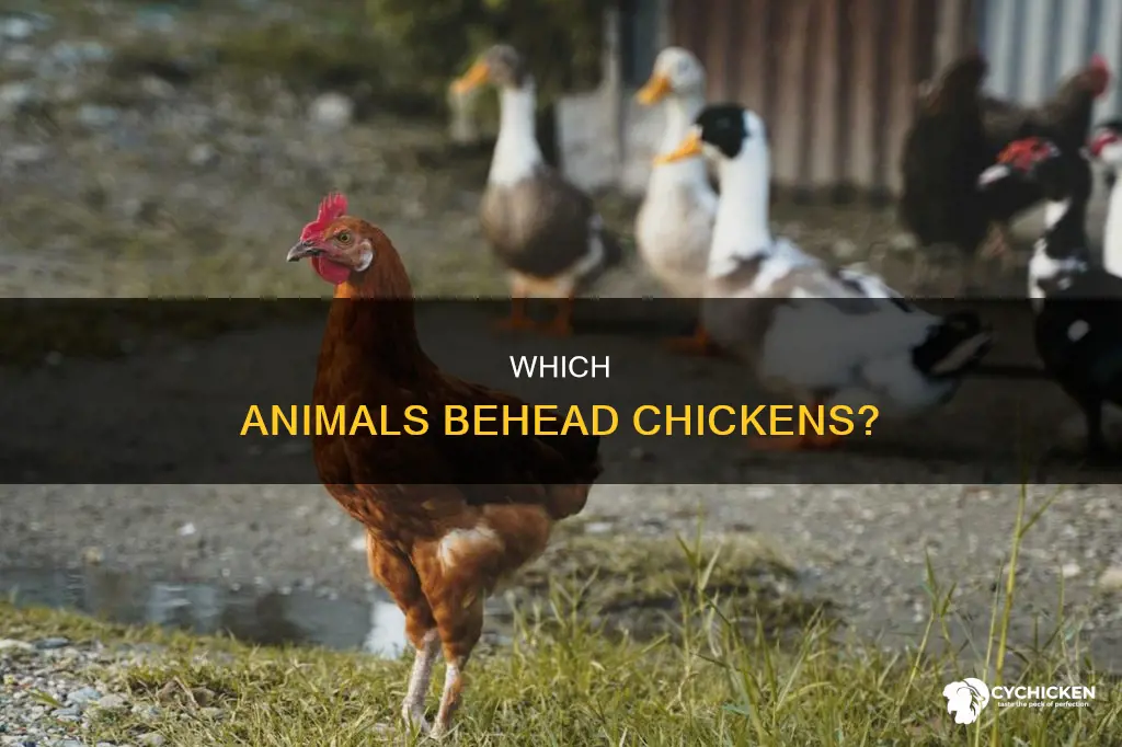 what animal will take a chicken