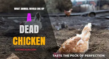 Which Scavengers Dig Up Dead Chickens? Uncovering the Culprits