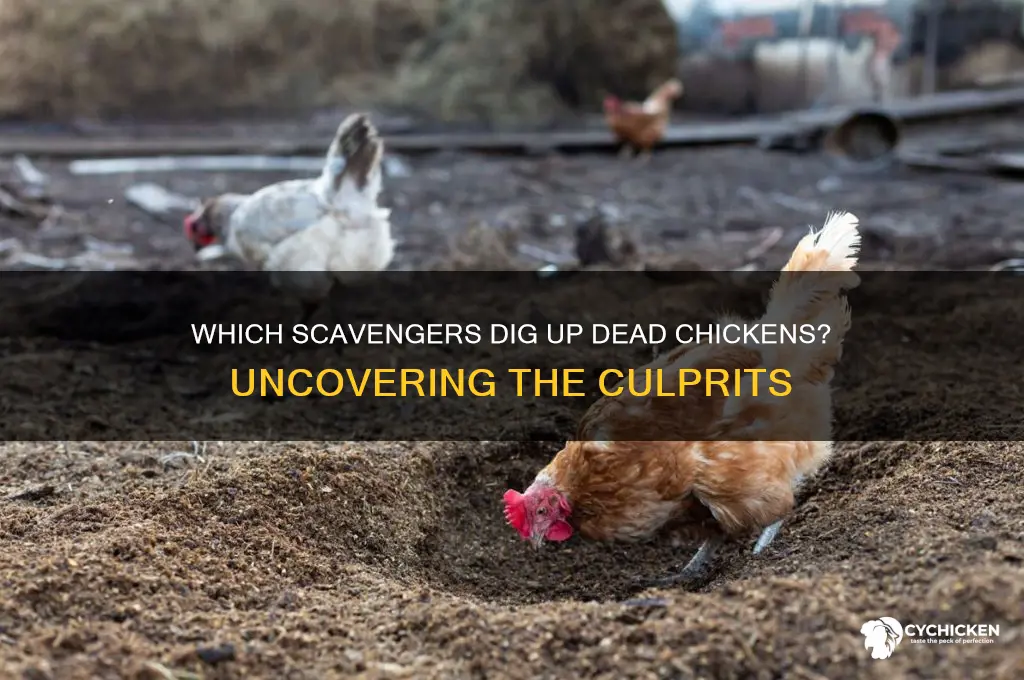what animal would dig up a dead chicken