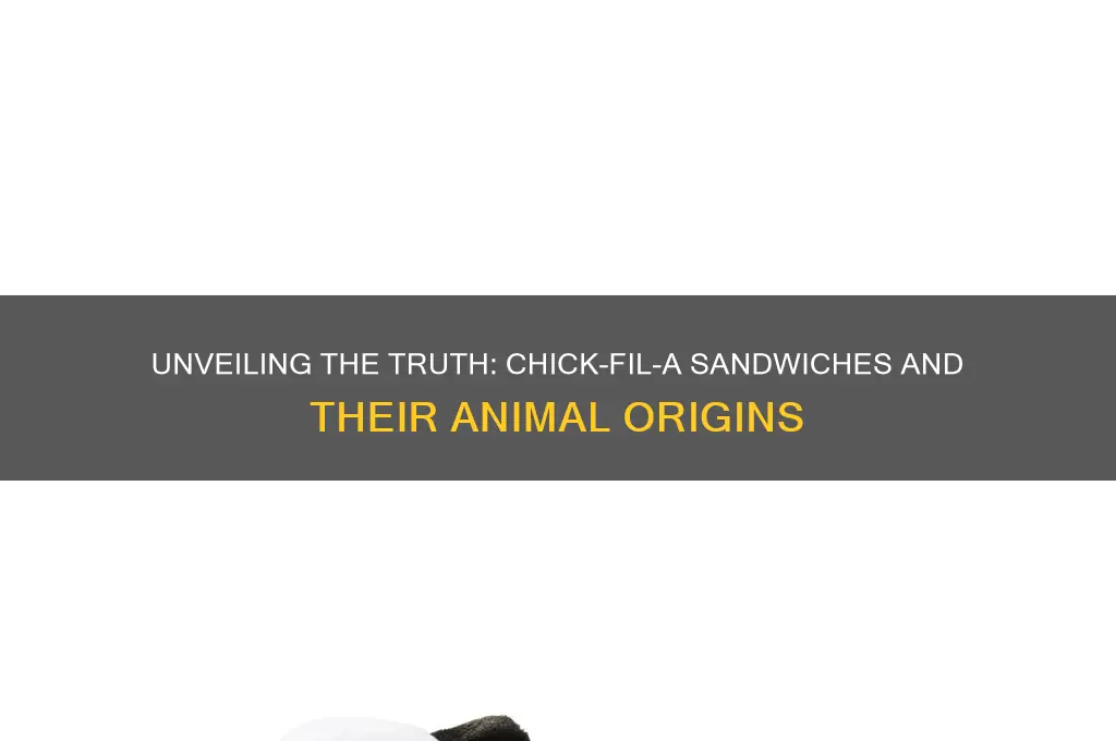 what animals are chick fil a sandwiches