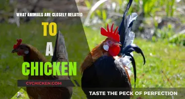 Clucking Cousins: Surprising Animals Closely Related to Chickens Explained