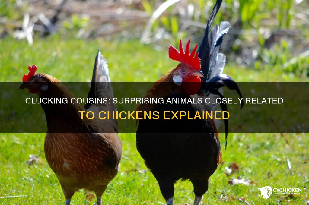 what animals are closely related to a chicken