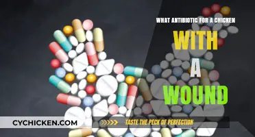 Effective Antibiotic Treatment for Chicken Wounds: A Comprehensive Guide