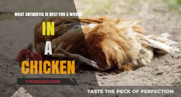 Best Antibiotics for Chicken Wounds
