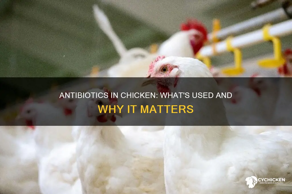 what antibiotics do they put in chicken