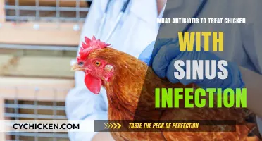 Effective Antibiotics for Treating Sinus Infections in Chickens: A Guide