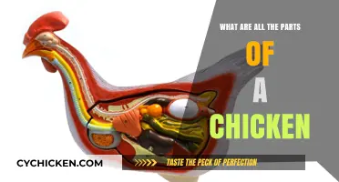 Understanding the Anatomy: A Comprehensive Guide to Chicken Parts