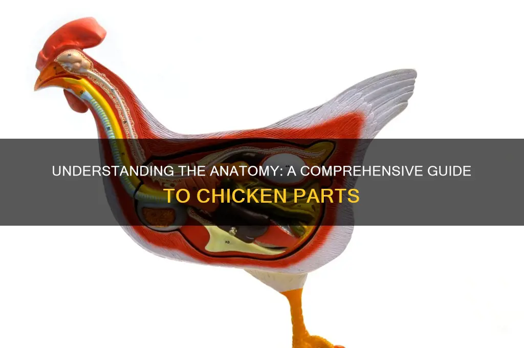 what are all the parts of a chicken