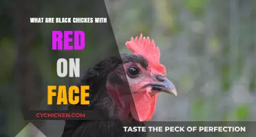 Unveiling the Unique Beauty of Black Chickens with Red Faces