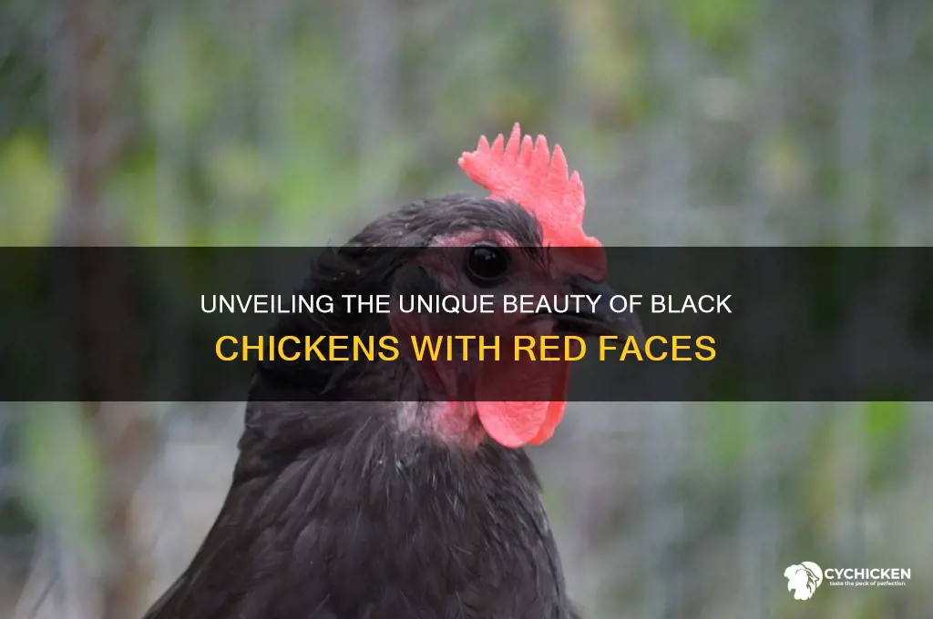 what are black chickes with red on face