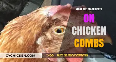Understanding Black Spots on Chicken Combs: Causes and Concerns