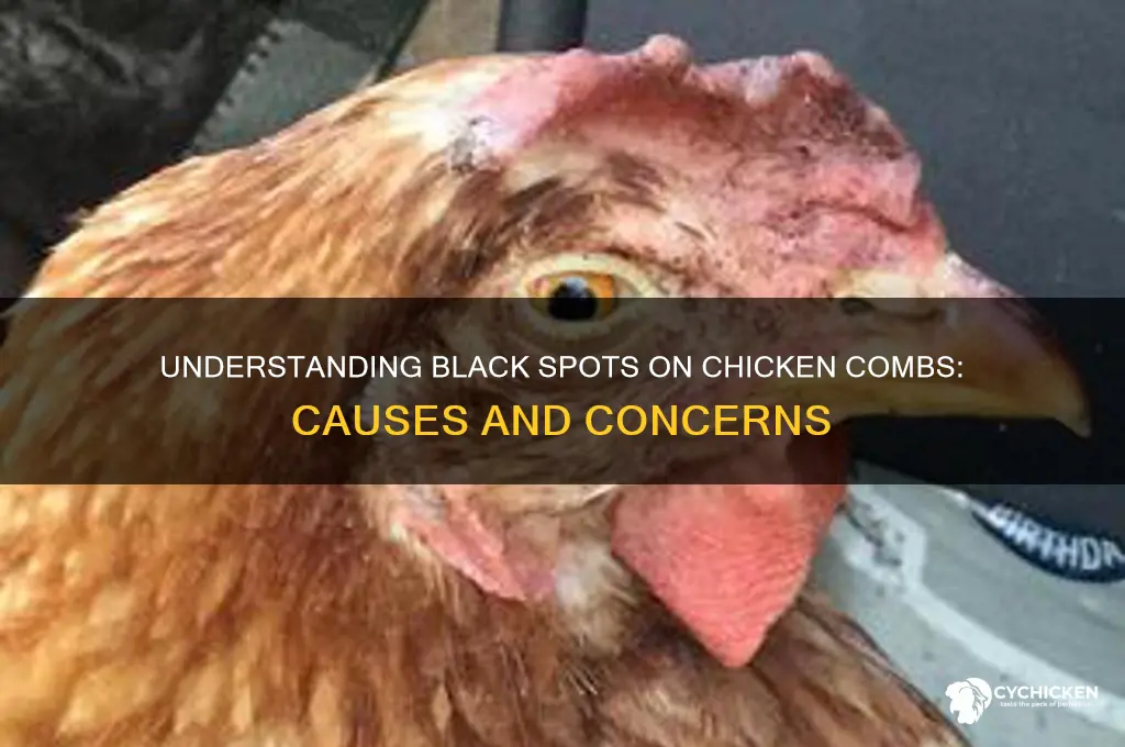 what are black spots on chicken combs