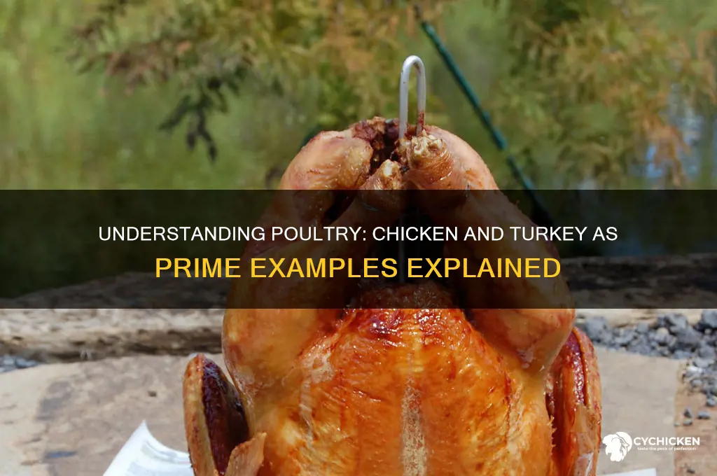 what are chicken and turkey examples of