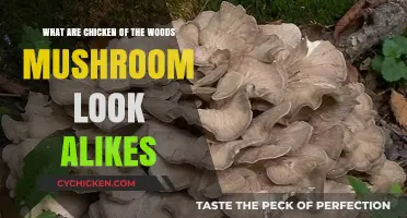 Chicken of the Woods Mushroom Look-Alikes: What to Know
