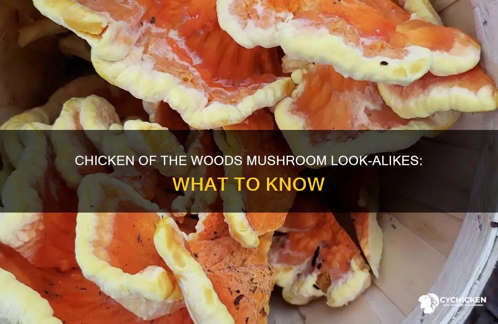 what are chicken of the woods mushroom look alikes