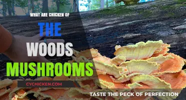 Discovering Chicken of the Woods: A Vibrant, Edible Forest Mushroom Guide
