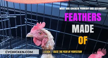 Chicken Feathers: Primary and Secondary Composition