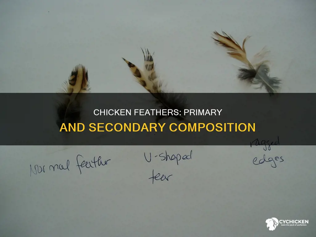 what are chicken primary and secondary feathers made of
