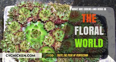Floral Chicks and Hens: What's the Difference?