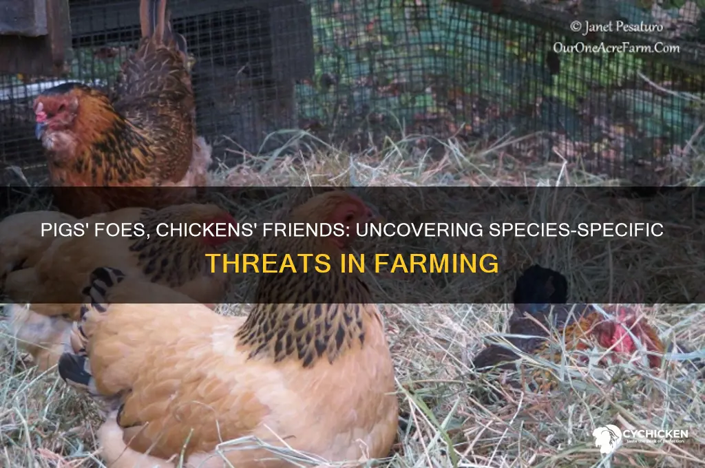 what are enemies of pigs but not chicken