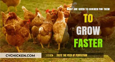 Strategies to Boost Chicken Growth: What Works?