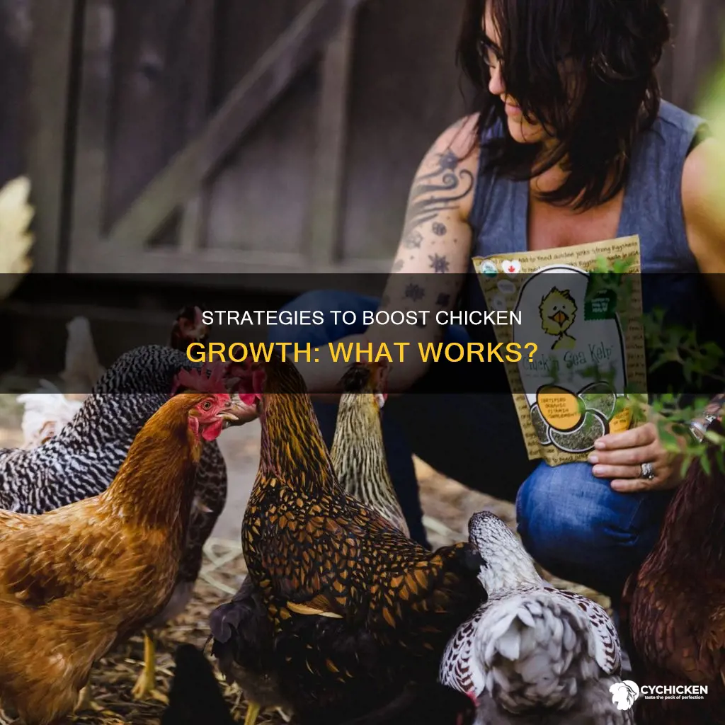 what are given to chicken for them to grow faster