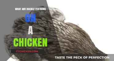 Understanding Hackle Feathers: A Chicken's Unique Neck Plumage Explained