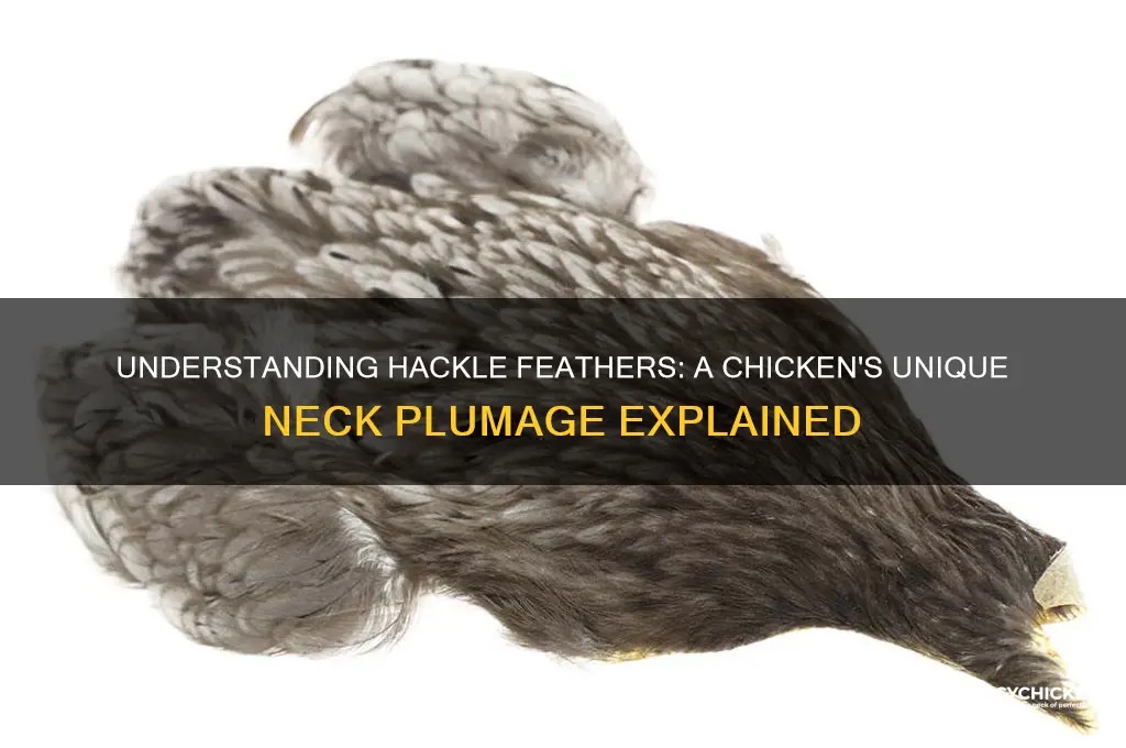 what are hackle feathers on a chicken