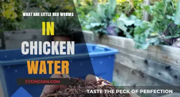 Identifying Little Red Worms Found in Chicken Water: Causes and Solutions