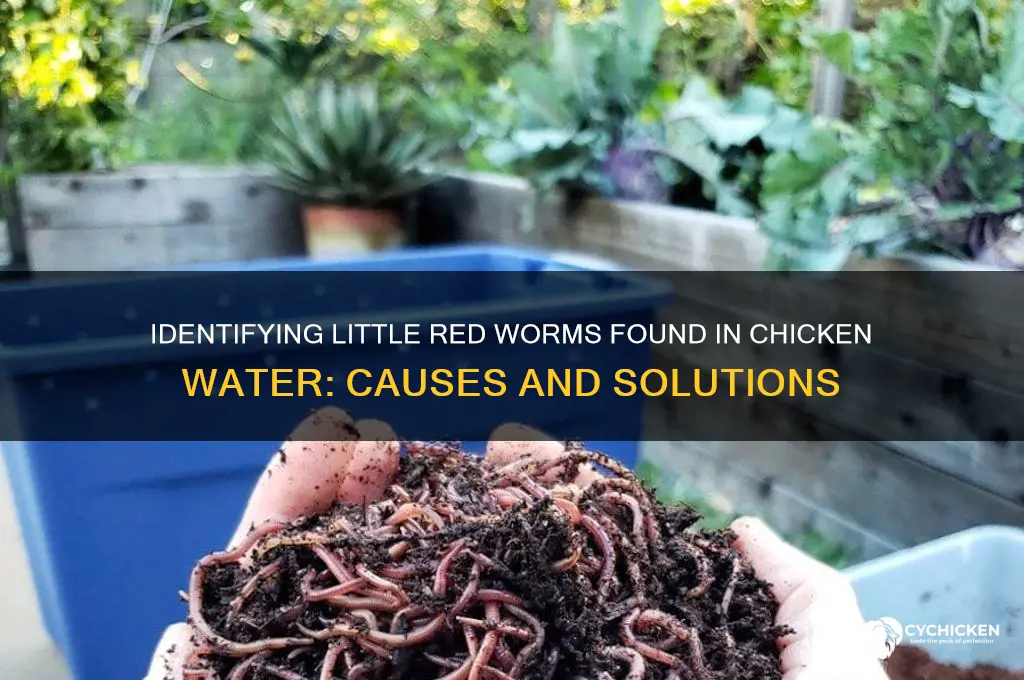 what are little red worms in chicken water