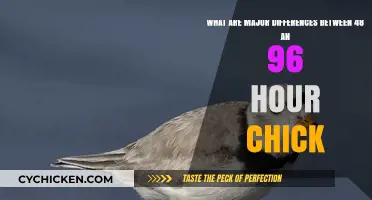 Understanding Chick Development: 48 vs. 96 Hours