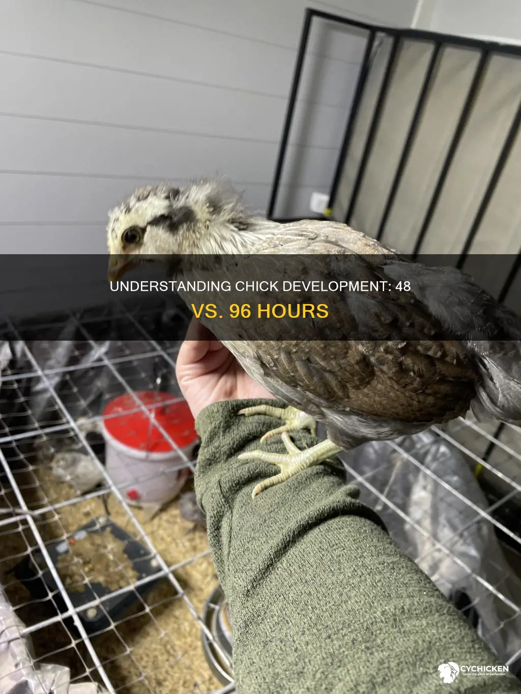 what are major differences between 48 an 96 hour chick