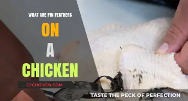 Understanding Pin Feathers: A Beginner's Guide to Chicken Feather Growth