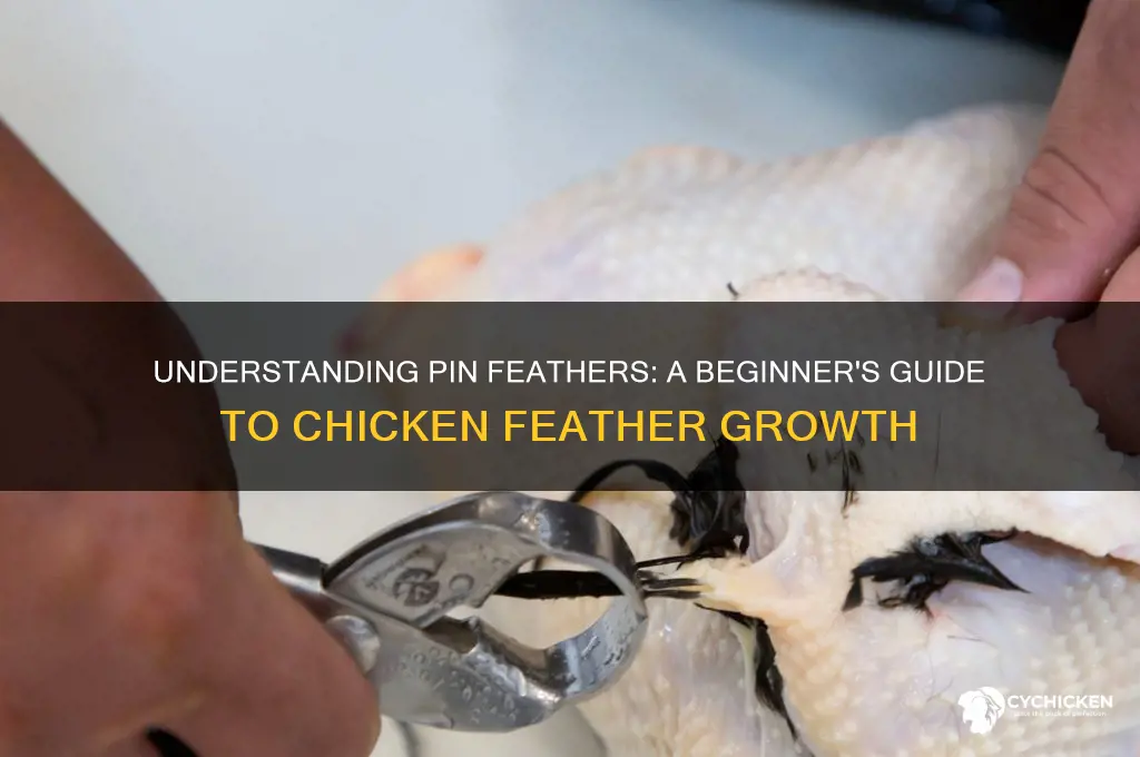 what are pin feathers on a chicken